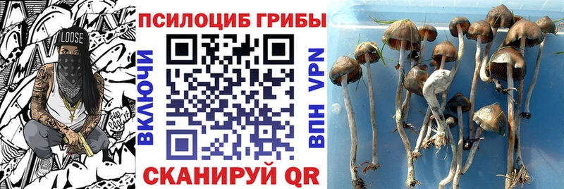 Псилоцибиновые грибы Psilocybe Воскресенск